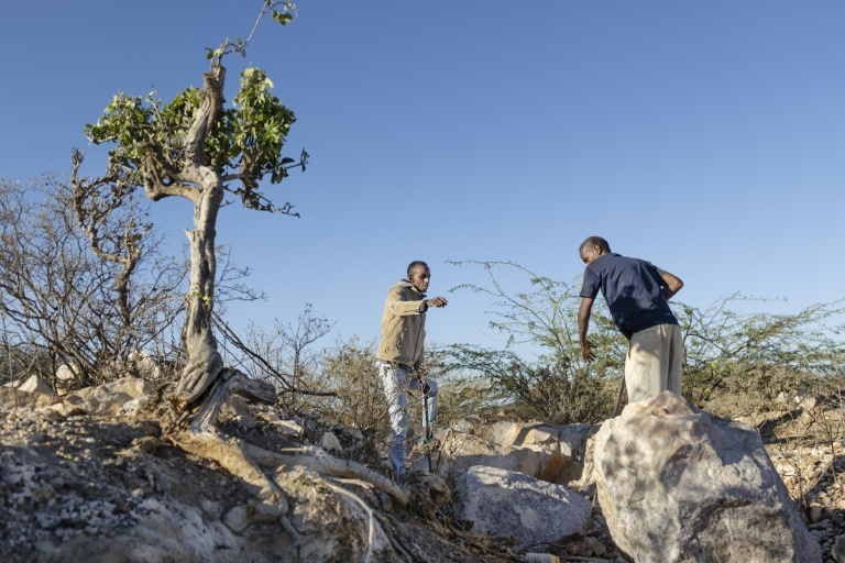 Somaliland pins hopes on critical mineral gold rush