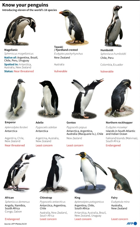 Penguins bring forward breeding season as Antarctica warms: study