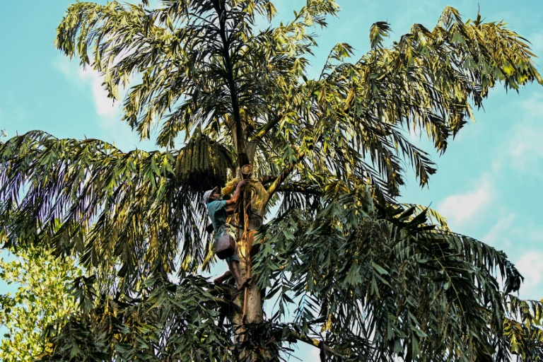 Sri Lanka's palm-sap tappers ride UNESCO boost