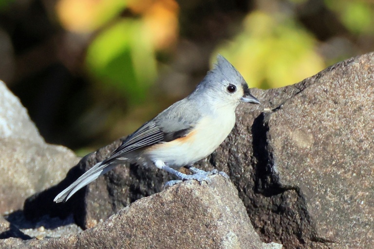 Noisy humans harm birds and affect breeding success: study