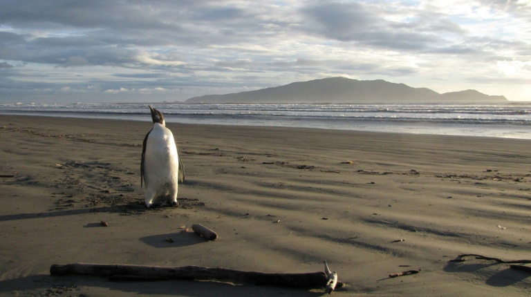 Ice melt threatens emperor penguins during annual moult: researchers