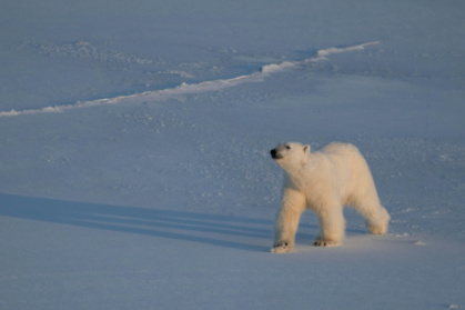 As the ice around them disappears, polar bears in Norway's remote Svalbard archipelago have survived by getting plump - Olivier MORIN (AFP)