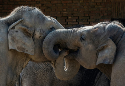 The whiskers on the trunks of elephants have unique properties that grant them a highly evolved sense of touch - John MACDOUGALL (AFP)
