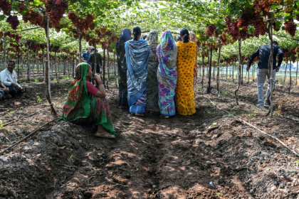 Agriculture is the backbone of India's rural-driven economy, employing more than 700 million people - Punit PARANJPE (AFP)