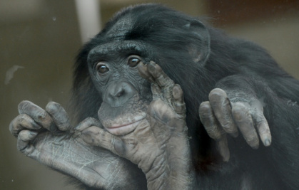 Bonobos live in matriarchal societies where one would expect more aggression among females, but researchers observed more hostility towards males - FRANZISKA KRAUFMANN (AFP)