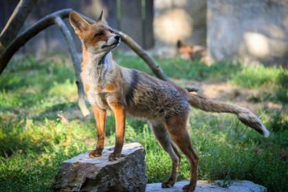 There are tens of thousands of urban foxes in Britain, according to academic research - LOIC VENANCE (AFP)